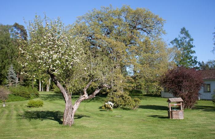 Klåvasten